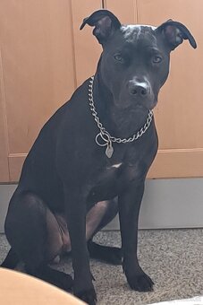 reinrassige APBT Welpen - 7