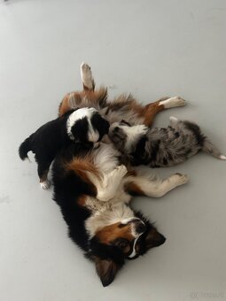 Miniature American Shepherd FCI - 7