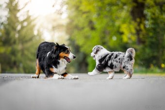 Miniature American Shepherd FCI - 7