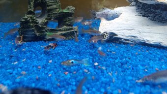 Guppy, Molly - 7