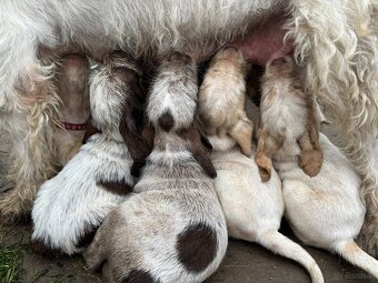 Spinone italiano - 7