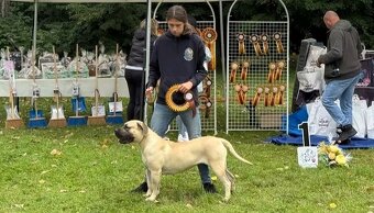 Presa  Canario - 7