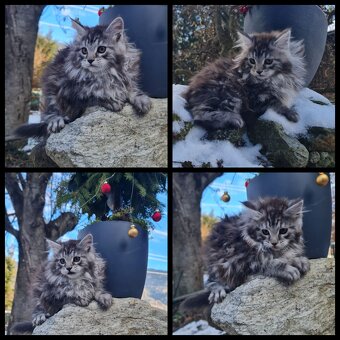 Maine Coon Kitten suchen Herzensplätze - 7