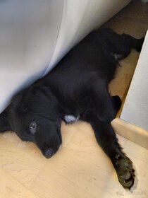 Labrador Retriever mischlingswelpe sucht ein neues Zuhause - 7