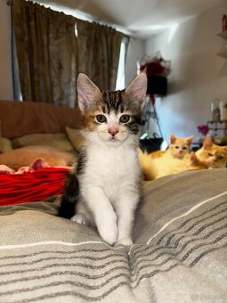 maine coon babys mix - 7