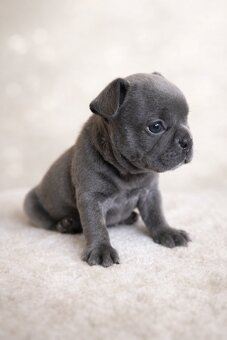 Exklusive Französische Bulldogge Hündin in Blau - 7