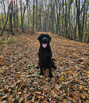 Labrador Deckrüde mit FCI Ahnentafel - 7