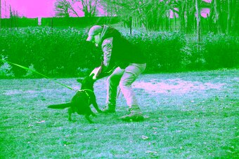 Australian Kelpie w Pedigree - 7