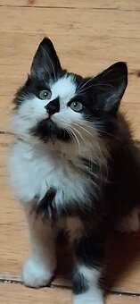 Süsse (langhaar) katzenbabys suchen liebevolles zuhause - 7