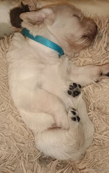 Golden Retriever Welpen - 7