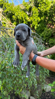 Deutsche Dogge blau - 7