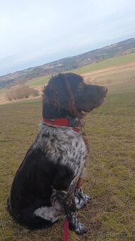 Kleiner Münsterländer - 7