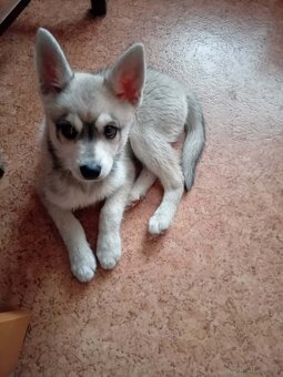 Alaskan Klee Kai (Mini Husky) - 7