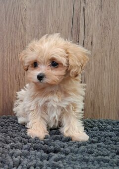Maltipoo mini - 7