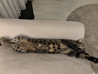 Kater 🐈‍⬛ - 7