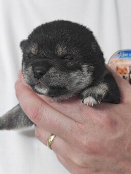 Shiba inu Welpen - 7