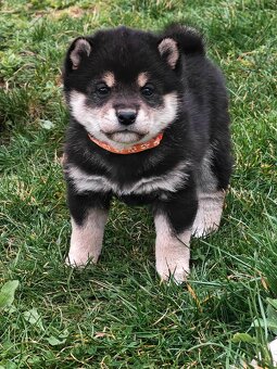 Shiba inu Welpen - 7