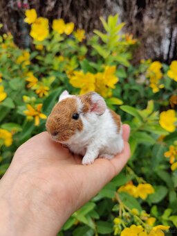 Meerschweinchenbabys zu verkaufen - 7