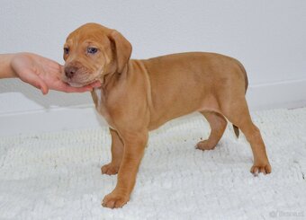 Louisiana Leopard Dog - Catahoula - 7