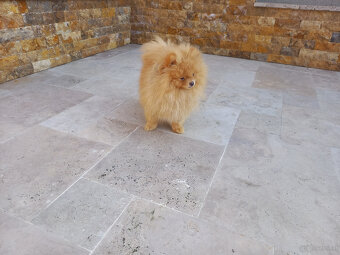 pomeranian - 7