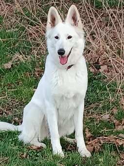 Weiße Schweizer Schäferhund Welpen zu verkaufen - 7