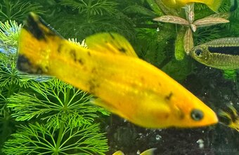 Mollys, Platys und noch mehr zum verkaufen 🐟 - 7