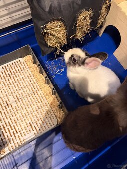Hasen Hase Zwergkaninchen mit Käfig Kaninchen - 7