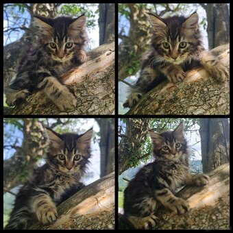 Maine Coon Kitten suchen Herzensplätze - 7