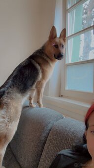 Hund - 7