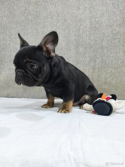 Französischen Bulldog - 7