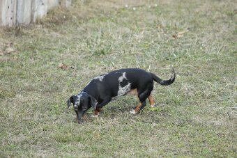 Standard Dackel Hündin sucht neues Traumzuhause - 7