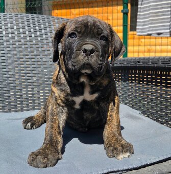 Cane corso mit Stammbaum - 7
