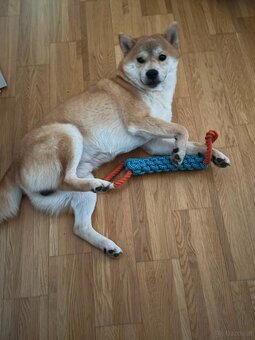 Wunderschöner Shiba Inu sucht liebevolles Zuhause 🐾 - 7