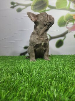 Französische Bulldogge - 7