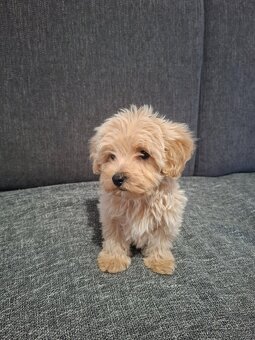 Maltipoo - 7