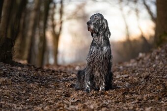 Englische Setter - 7