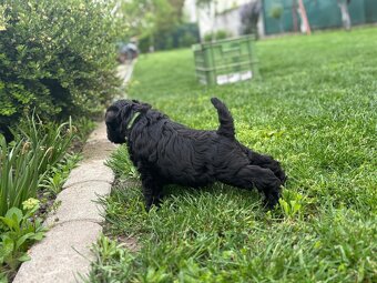 Zwergschnauzer schwarz - 7