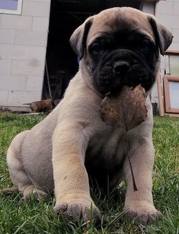 Bullmastiff - 7