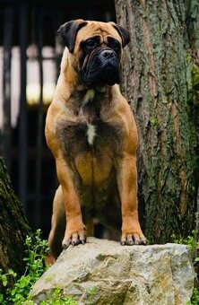 Bullmastiff welpe - 7
