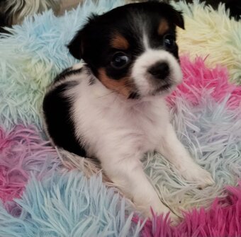 Beawer yorky Chihuahua Mix Welpen - 7