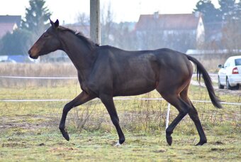 Verkaufe Stute - 7