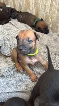 Cane Corso x Malinois Welpen - 7