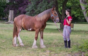Drum horse hengst - 7