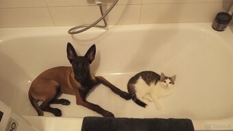 Wurfankündigung Malinois x Cane Corso - 7