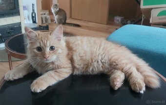 Sibirische Katze – Kater mit Stammbaum (PP) - 7