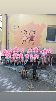 Belgischer Schäferhund (Malinois) - 7
