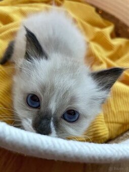 Edelmix Ragdoll Heilige Birma Kitten - 7