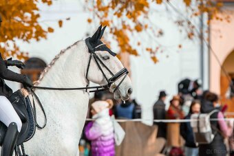 Kladruber horse - 7