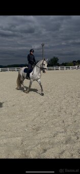 Kladruber horse - 7