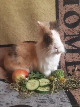 Zwergkaninchen Löwenkopf Bub zu vergeben - 7
